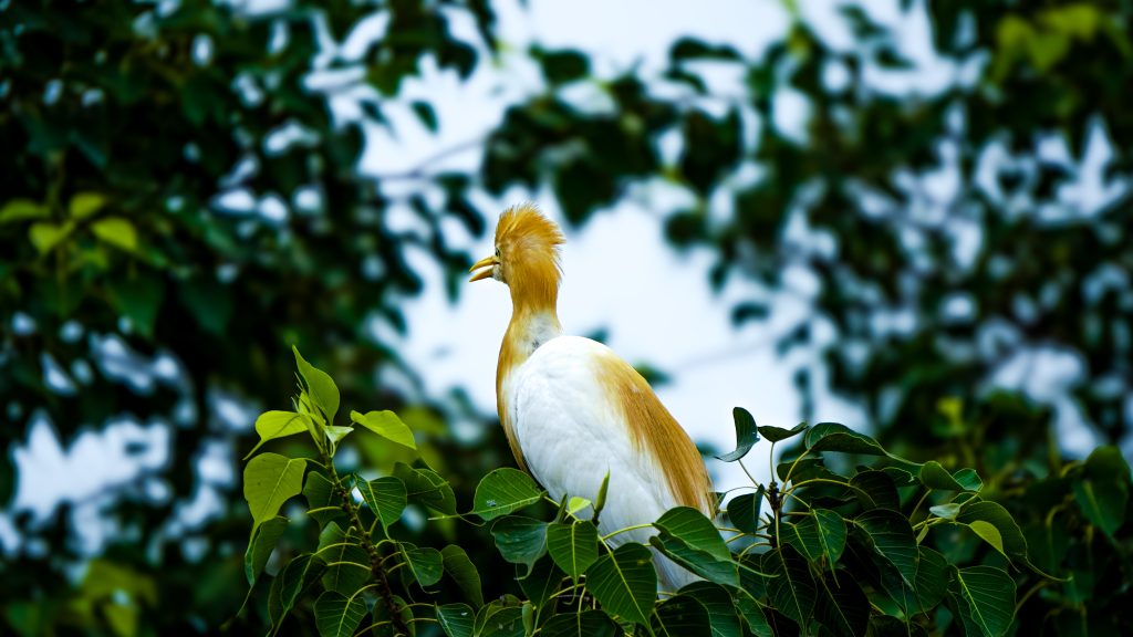 Satya Ayyagari - Wildlife Photography - Visualtales by Sk