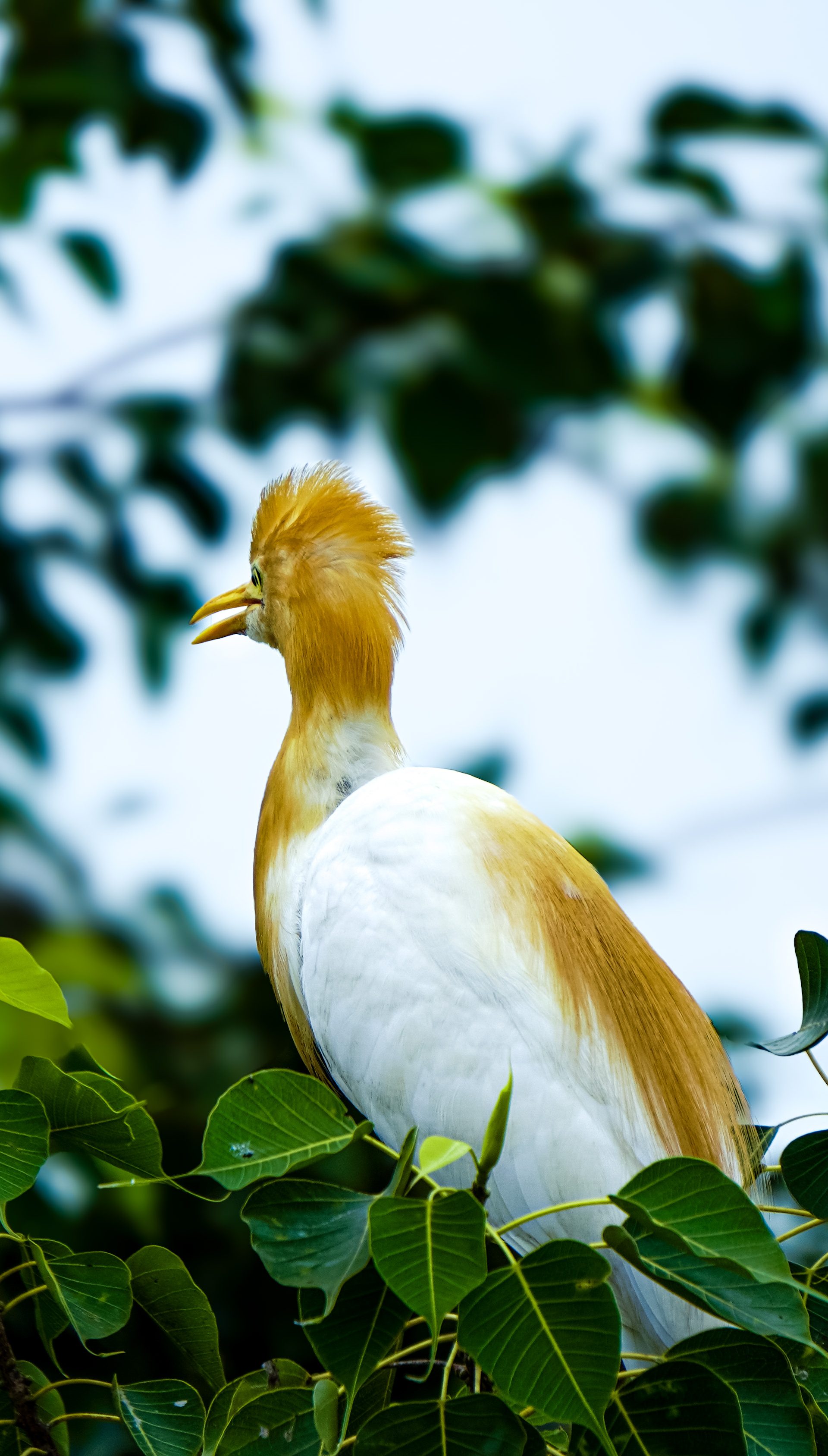 Satya Ayyagari - Wildlife Photography - Visualtales by Sk